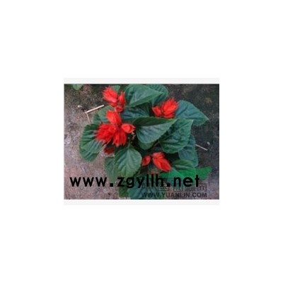 常年出售月季，红掌等各种花卉苗木