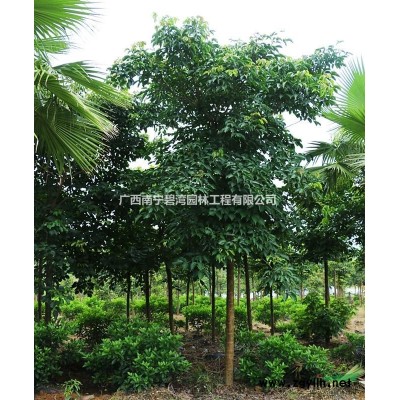 南宁地区黄花风铃木-落叶乔木