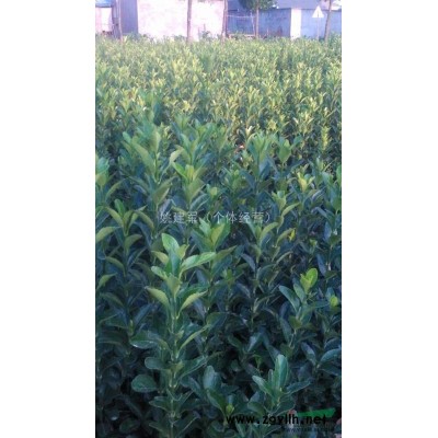 各类规格大小的紫薇