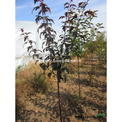 速生白腊（3-5）