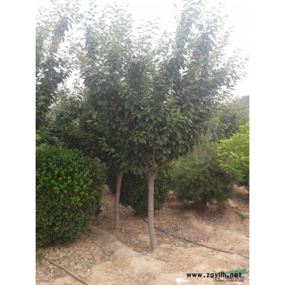 河南日本樱花介绍