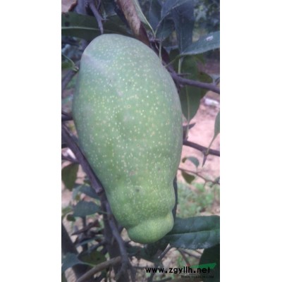 供应药用食用苗木沂州木瓜苗、皱皮木瓜苗、木瓜海棠苗、木瓜果