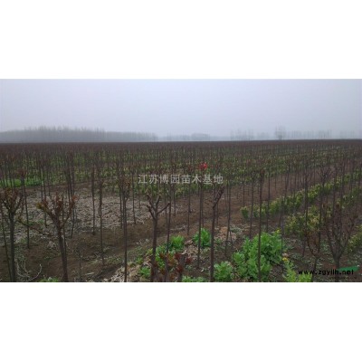 紫荆从生 独杆1--3公分