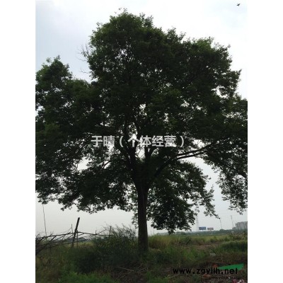江苏昆山供应一棵直径40多厘米的榉树