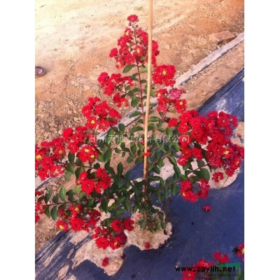 河南红火箭紫薇，河南美国紫薇报价，精品美国紫薇价格