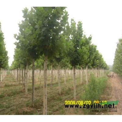 常年 出售  法桐  白蜡 国槐