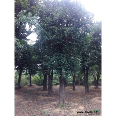 湖北紫薇16*新报价/紫薇16图片