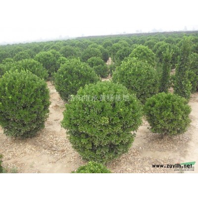 急售上*大叶黄杨，大叶黄杨球，黄杨柱球