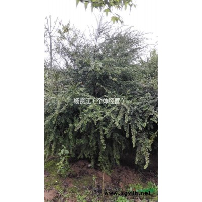 红豆杉H200-250   P150