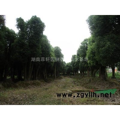 湖南桂辉苗木基地2-12杆香樟树供应