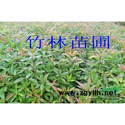 供应红花紫薇。红火箭，红火球种苗