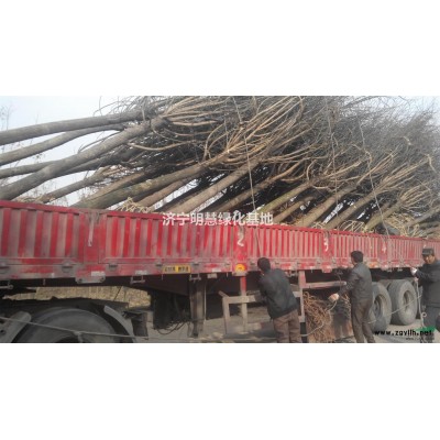 低价法桐，白蜡