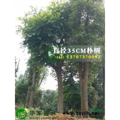 湖南中青园林有限公司供应胸径15厘米到25厘米全冠香樟树