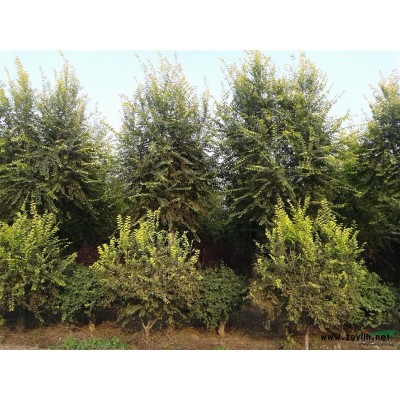 山东地区出售扶芳藤球 球径100-180CM 3500棵