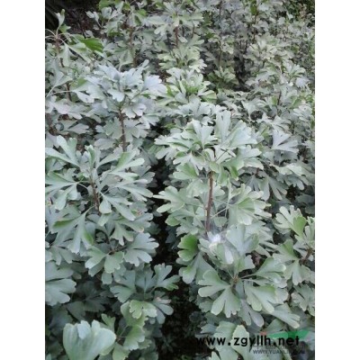 大量供应银、白果树苗50公分以上