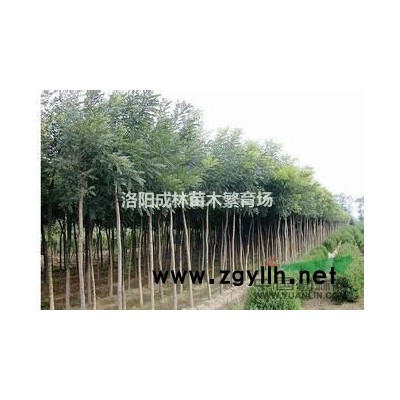 河南供应红叶李蜀桧大叶女贞