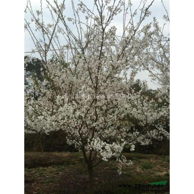 浙江嵊州供应10公分早樱