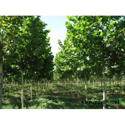 常年供应各种规格的法桐