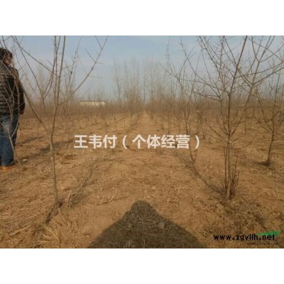 百年老石榴树  绿化价低