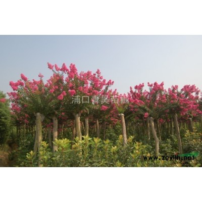 大量红叶石楠80冠幅待售南京苗圃