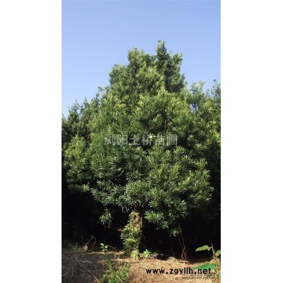 大量供应红花檵木球