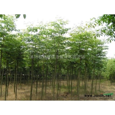 栾树、紫叶李、紫薇、小叶女贞球、木槿、紫荆、瓜子黄杨供应