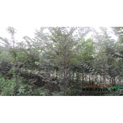 安徽萧县大量供应工程绿化榉树