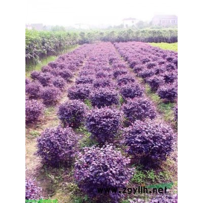 红花继木球出售