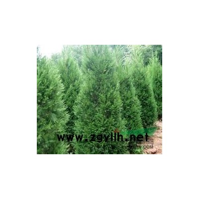 低价供应紫丁香，连翘，金叶女贞，大叶黄杨球，瓜子黄杨球等