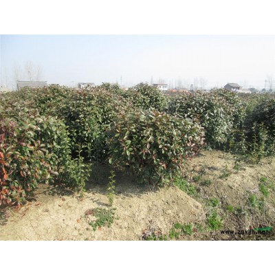 蓬径1.5-2.0米红叶石楠球