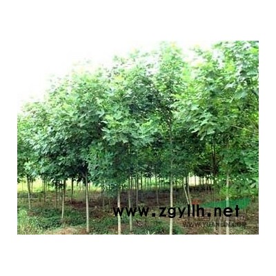 紫薇图片\紫薇报价