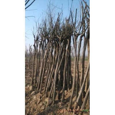 哪里供应国槐树