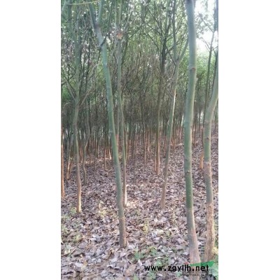 江西紫玉兰介绍