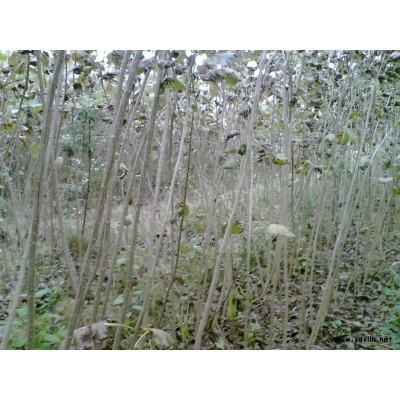 小叶女贞，金叶女贞，红叶小檗，金边黄杨