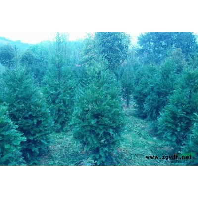 供应香樟树、全冠香樟、多杆香樟、骨移植香樟