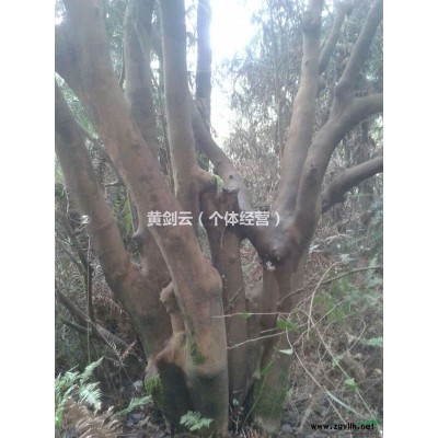 长期大量供应茶花树