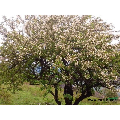 出售银华树三百棵，米径20到60公分均有