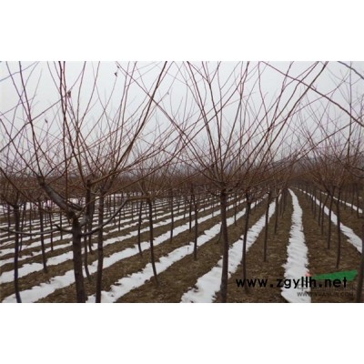 出售金叶榆造型   金叶榆柱   金叶榆多云片造型