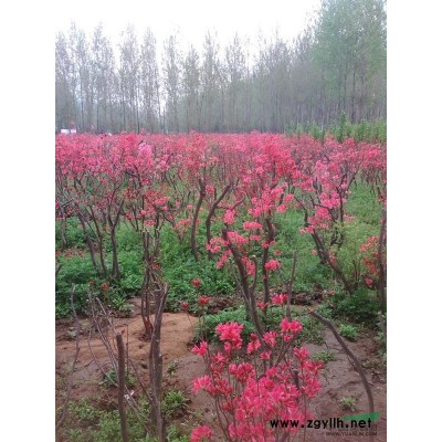 玉兰图片\玉兰报价