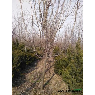 紫薇供应/紫薇图片