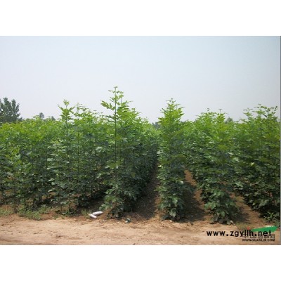 供应2年生优质白腊小苗