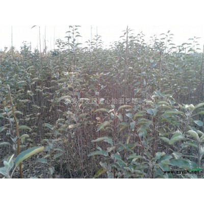 核桃苗|核桃苗价格|核桃品种