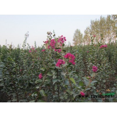 河南正宗玫瑰红紫薇苗