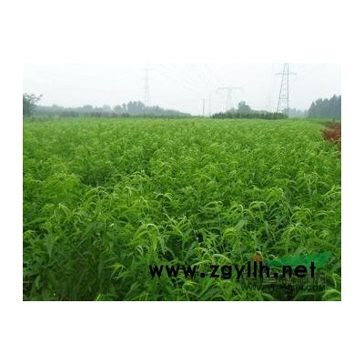 红富士苹果苗、苹果树苗种植