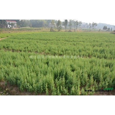 湖南大量供应柏木苗