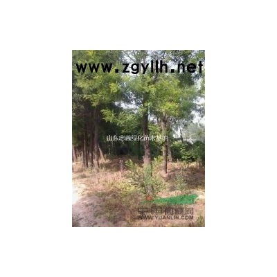 30公分国槐价格