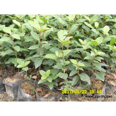 精品单杆、高杆金桂出售