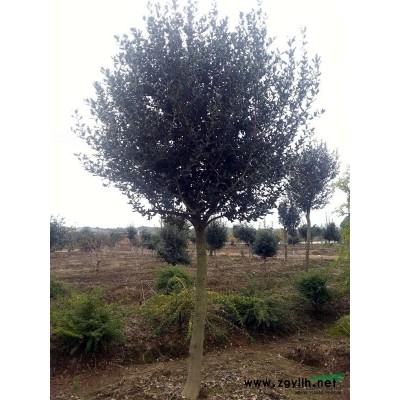 丹阳急售4公分青枫超低价