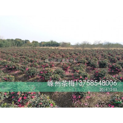 1000棵P80茶梅球*优惠处理