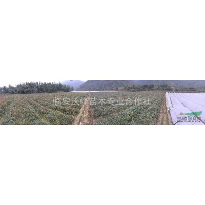 浙江杭州供应30公分以上南天竺 量大从优 可长期合作